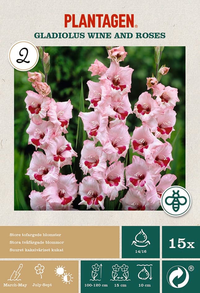 Storblomstret gladiol 'Wine and Roses’