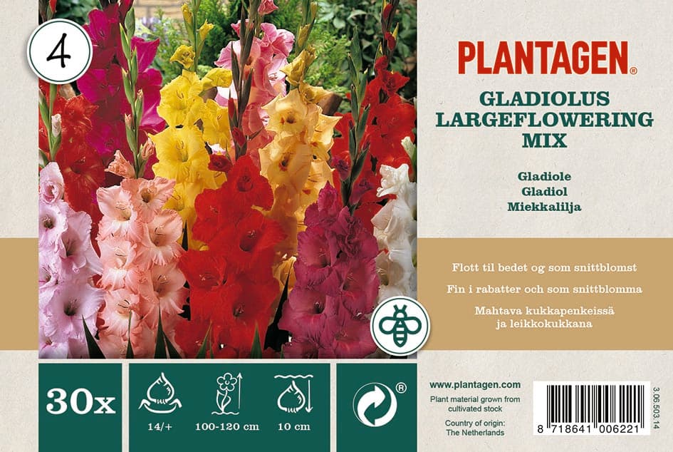 Storblomstrede gladioler miks