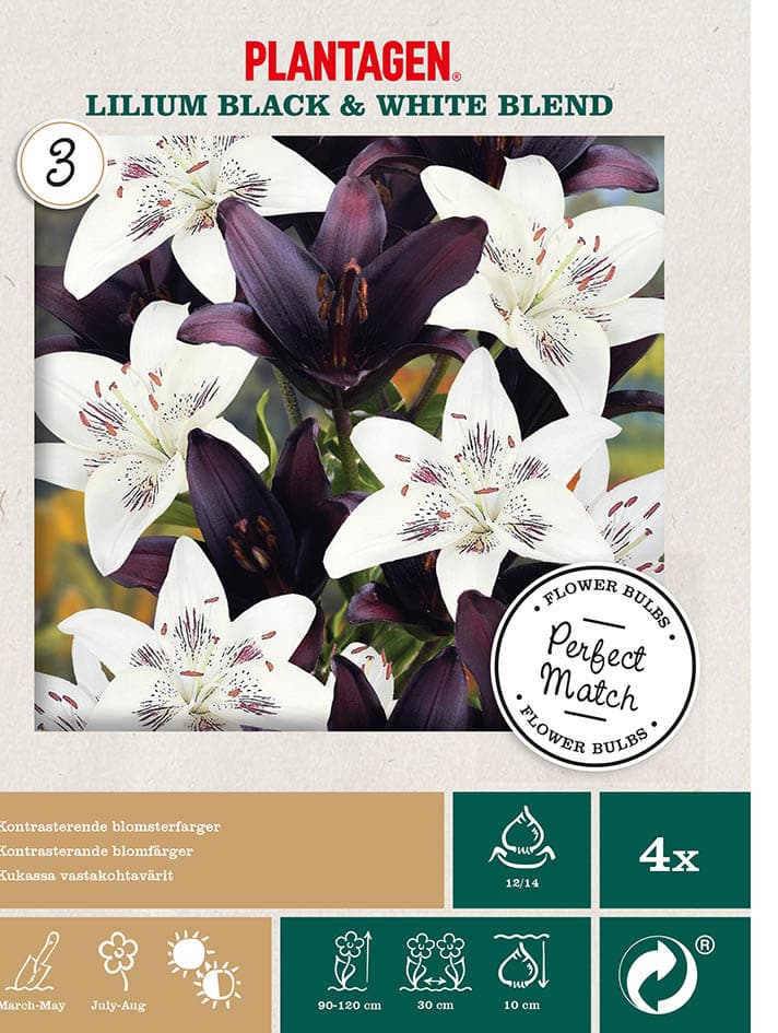 Lilje miks sort og hvit