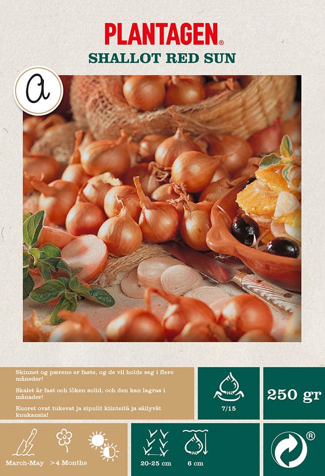 Sjalottløk 'Red Sun'