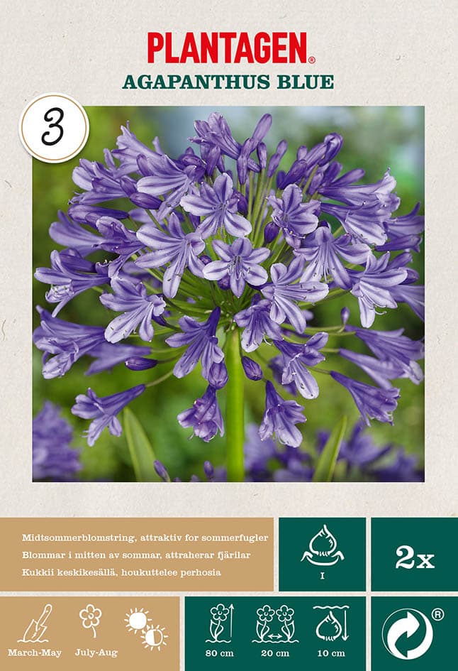 Afrikas blå lilje 'Agapanthus Blue'