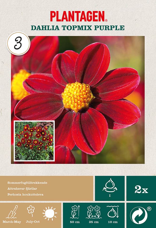 Georgine 'Topmix Purple’