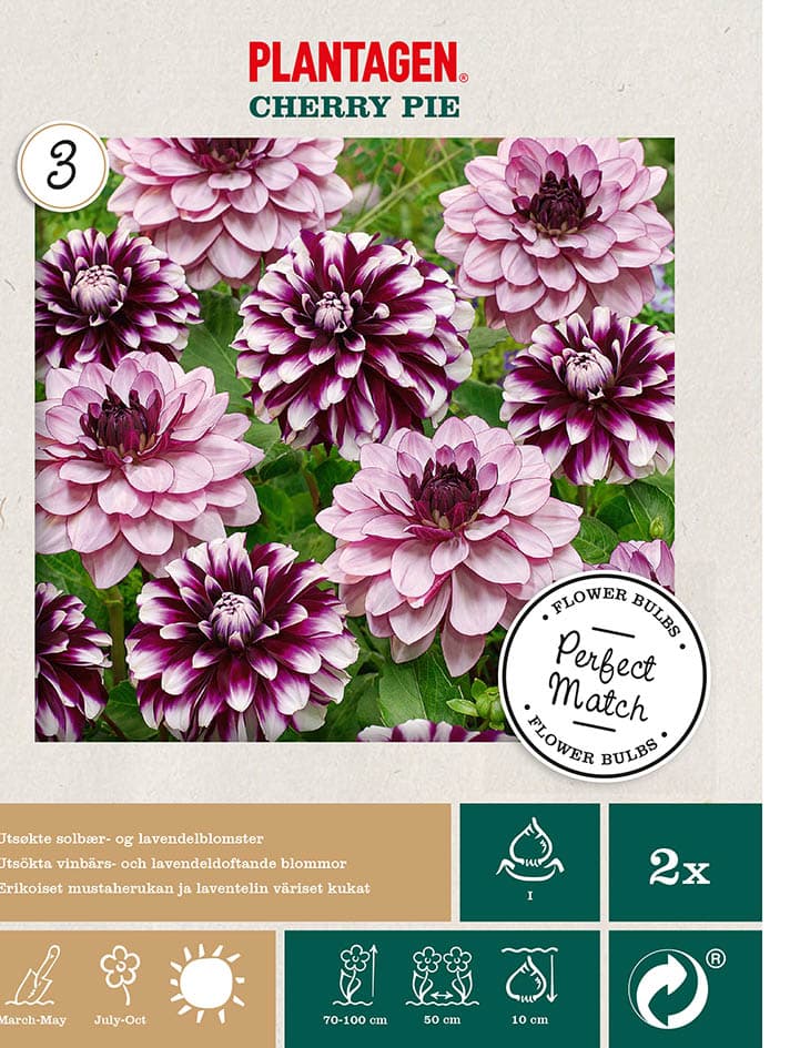 Georgine miks ‘Cherry Pie’