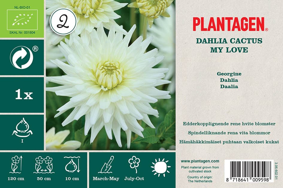 Kaktusgeorgine ‘My Love’