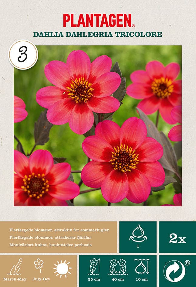 Enkel hagegeorgine 'Dahlegria Tricolore’