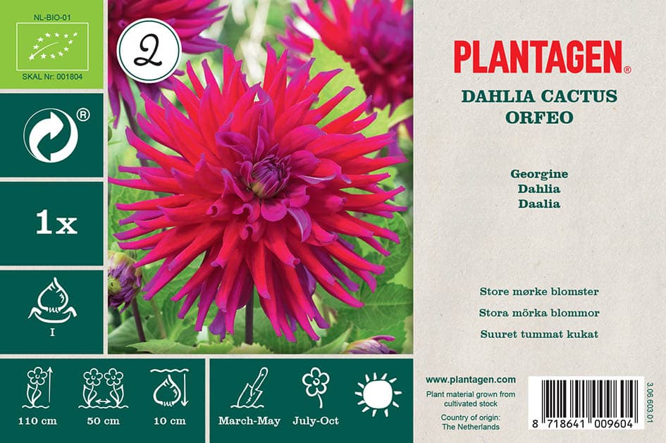 Kaktusgeorgine ‘Orfeo’