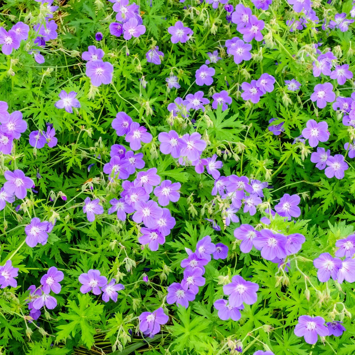 Storkenebb 'Brookside'