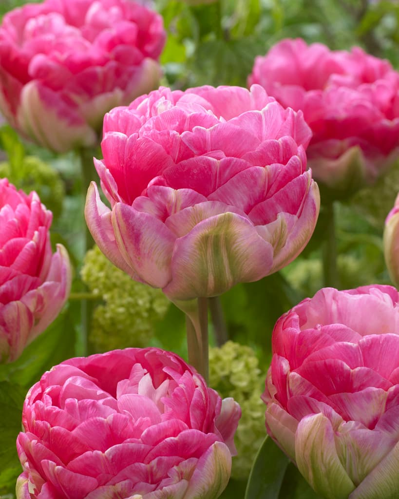 Tulipan 'Pinksize'