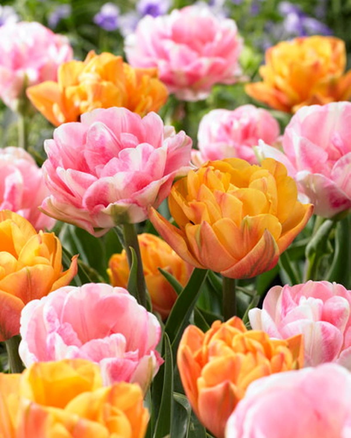 Tulipanmiks Foxy Freedom - 10 stk