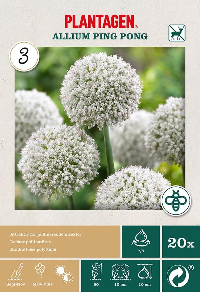 Allium 'Ping Pong'