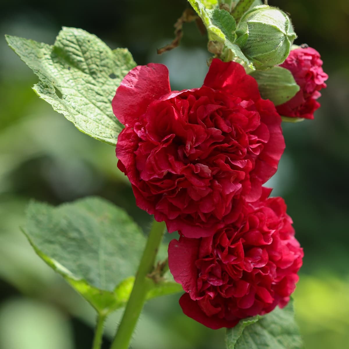 Stokkrose 'Pleniflora' (rød)