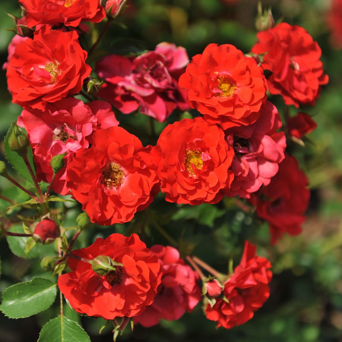 Klaserose BEE FRIENDLY RØD