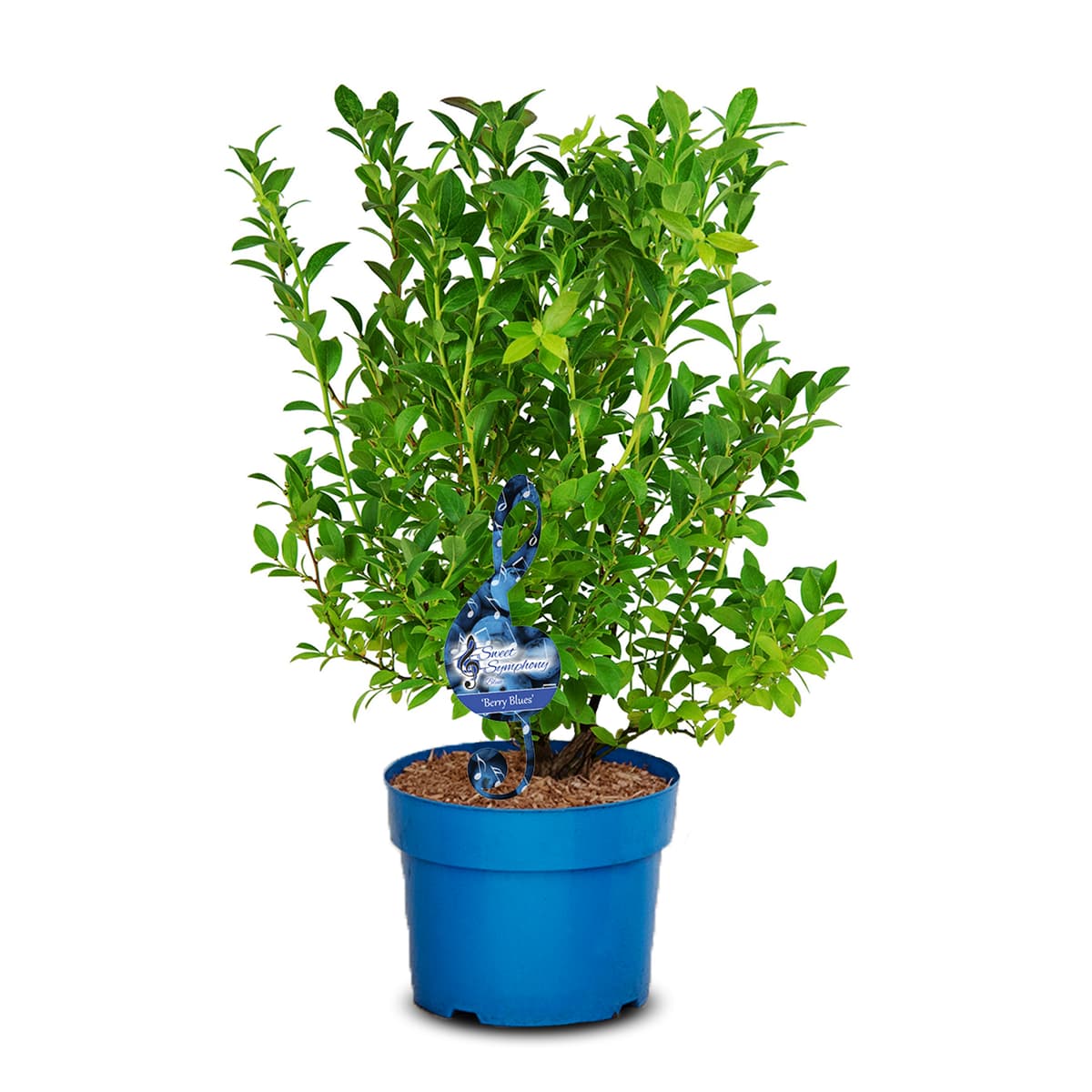 Hybridblåbær 'Berry Blues'