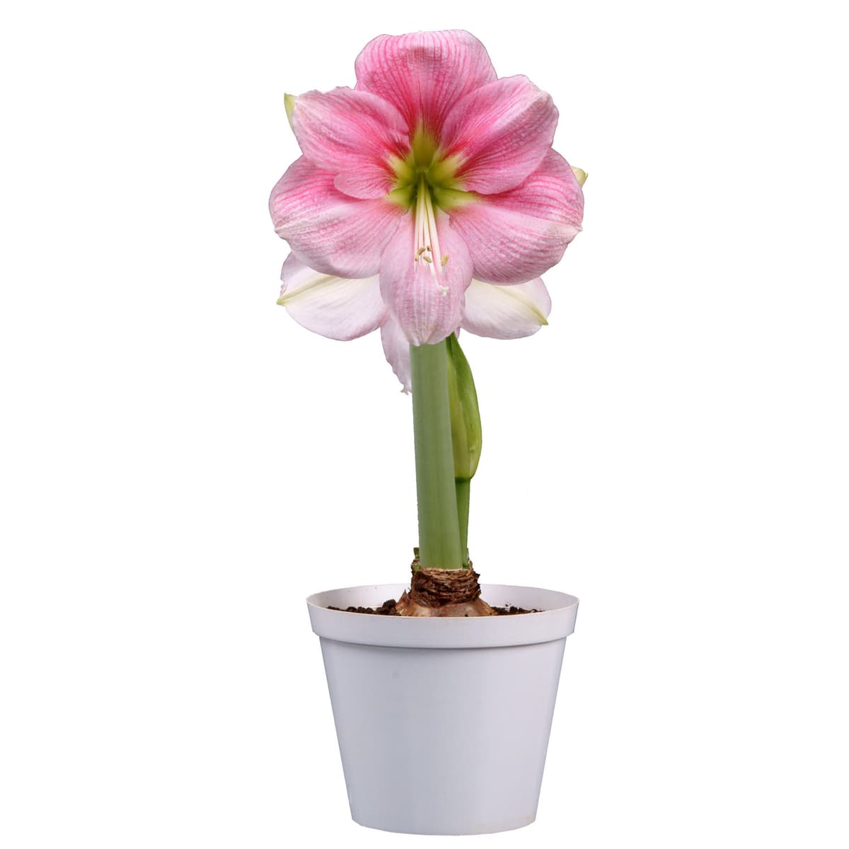 Amaryllis 'Blushing Bride'