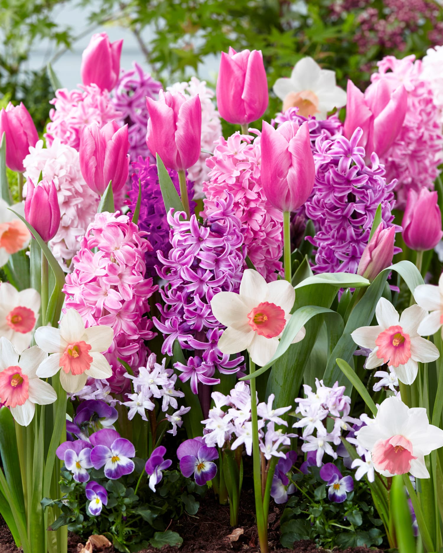 Blomsterløk miks 'Pink Blend' - 15stk