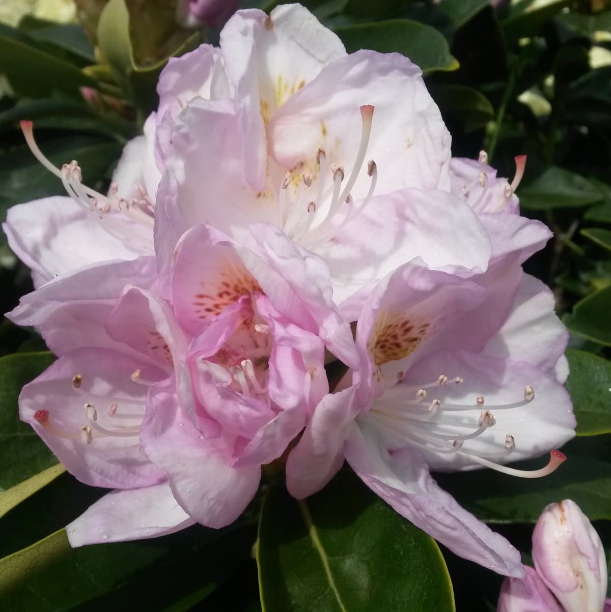 Rododendron 'Gomer Waterer'