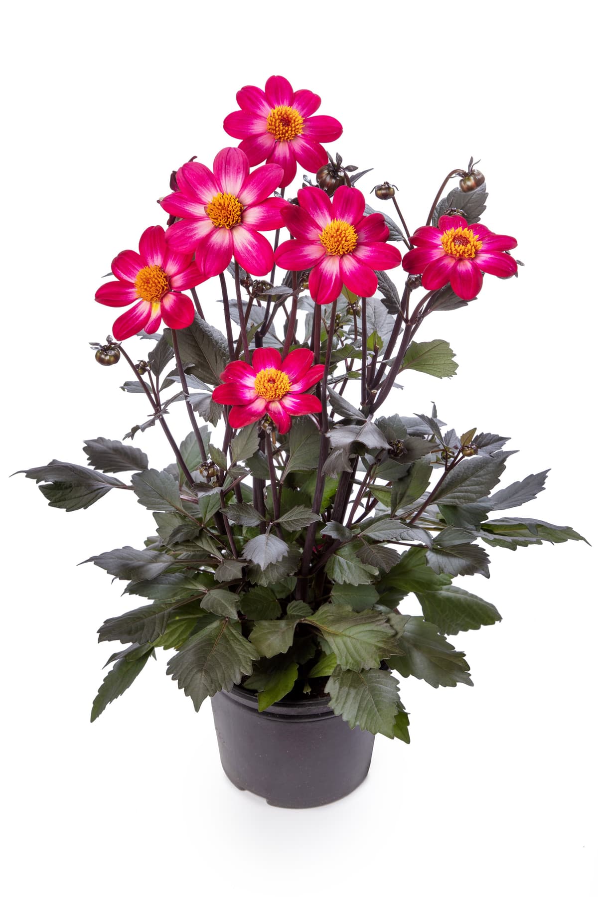 Dahlia