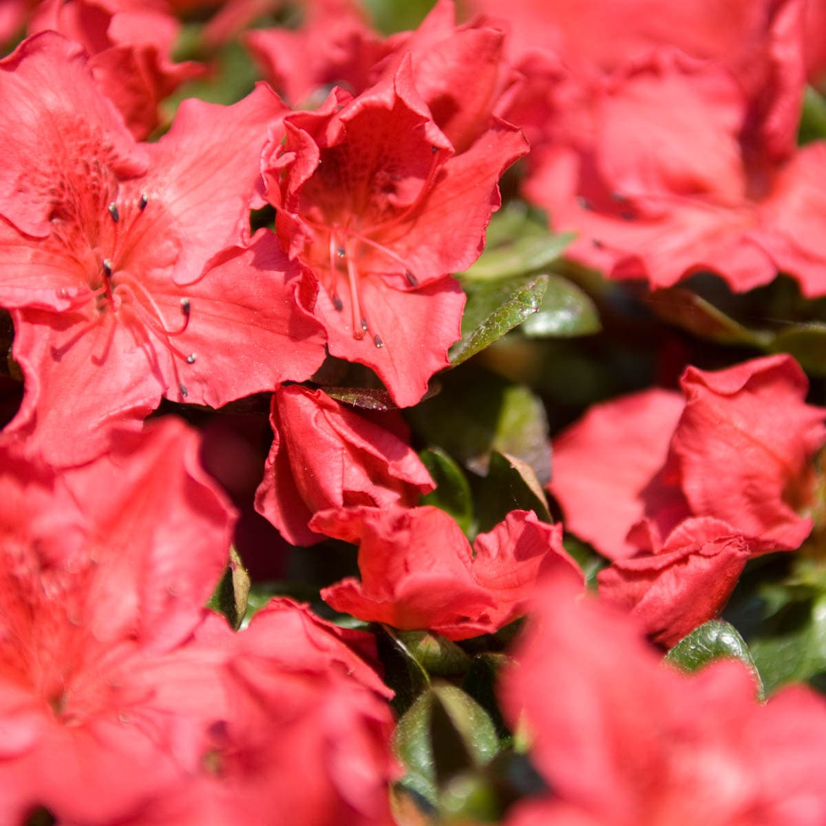 Asalea 'Little Red'