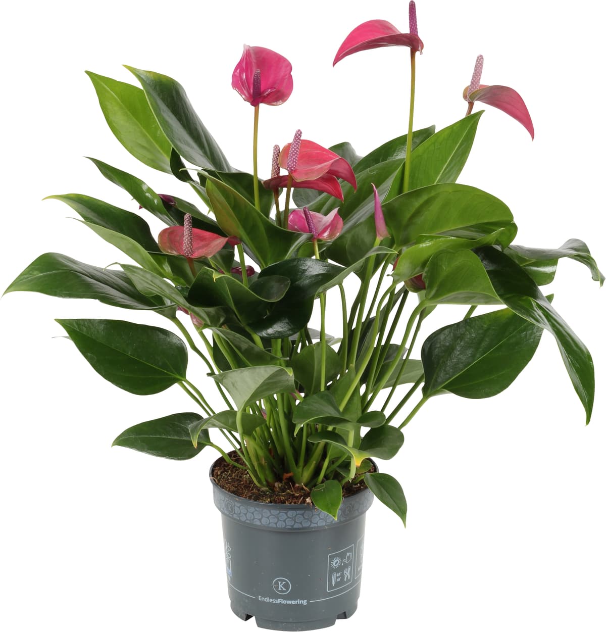 Flamingoblomst 'Jolie Pink'