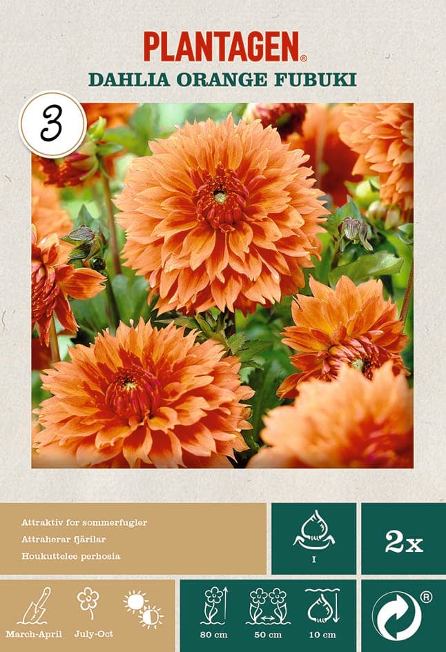 Georgine ‘Orange Fubuki’