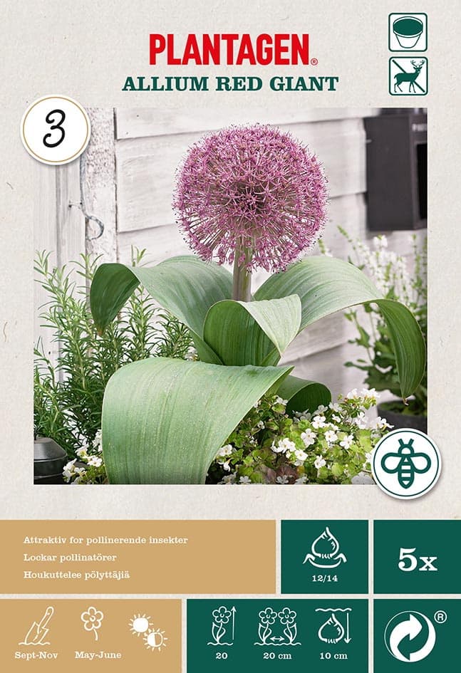Kuleløk 'Red Giant'