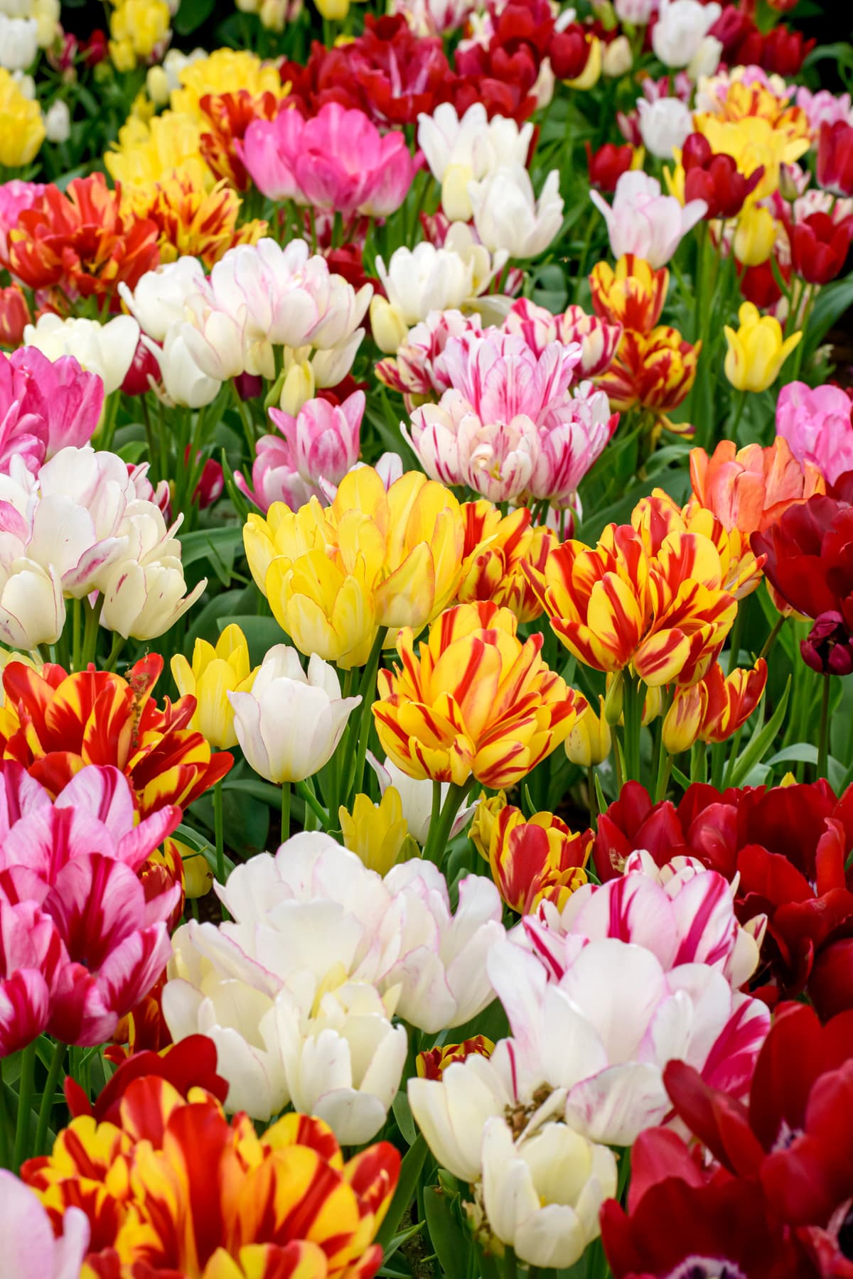 Tulipan flerblomstret, miks