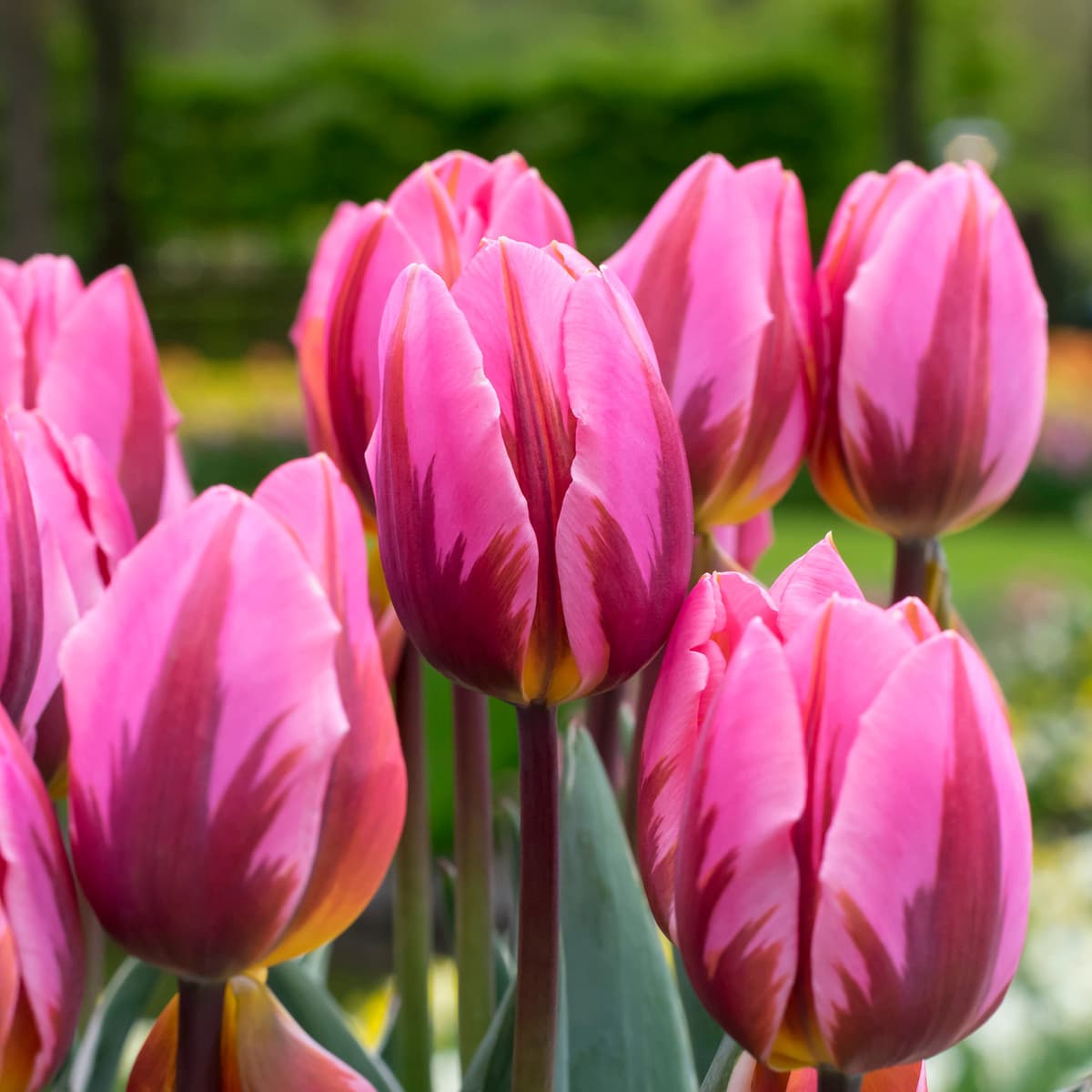 Tulipan 'Pretty Princess' - 6 stk