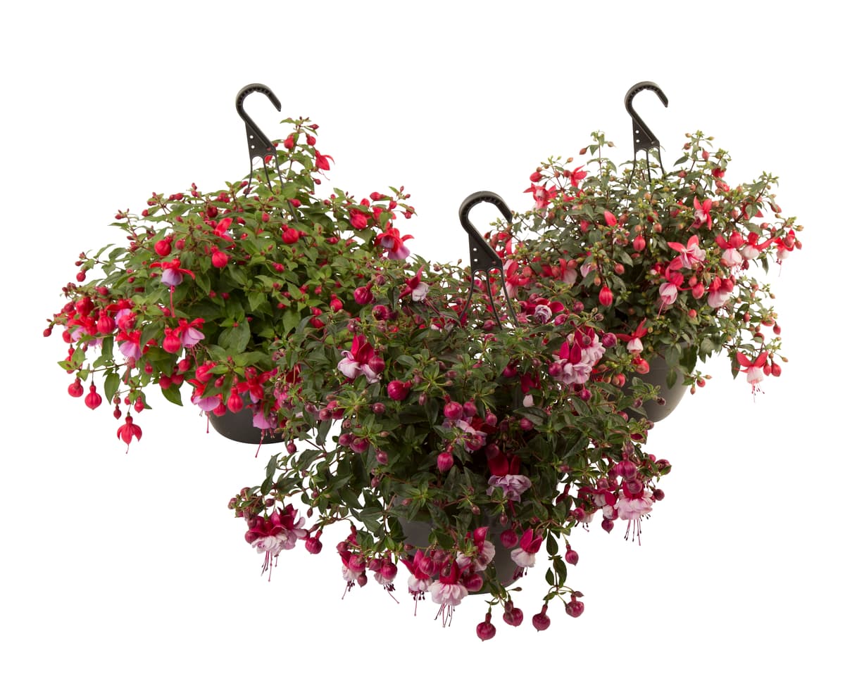 Fuchsia i ampel