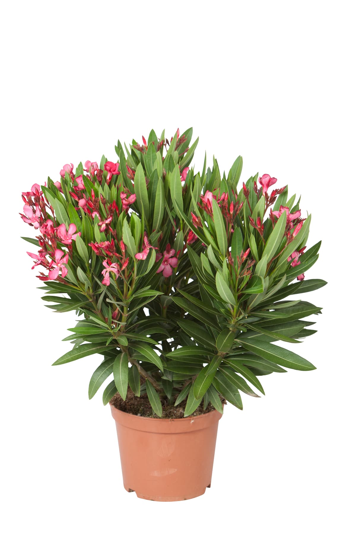 Oleander