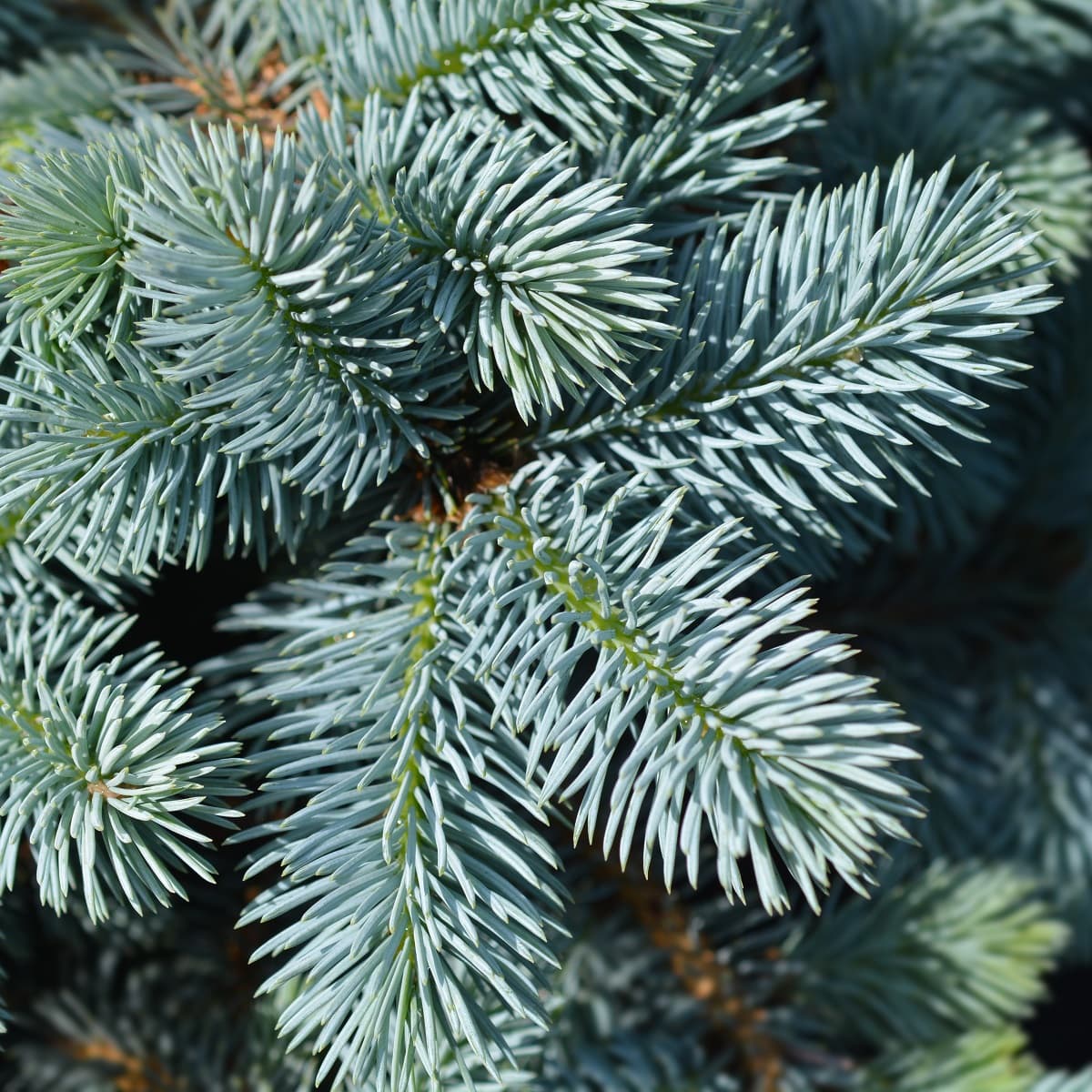 Blågran 'Glauca Globosa' på stamme