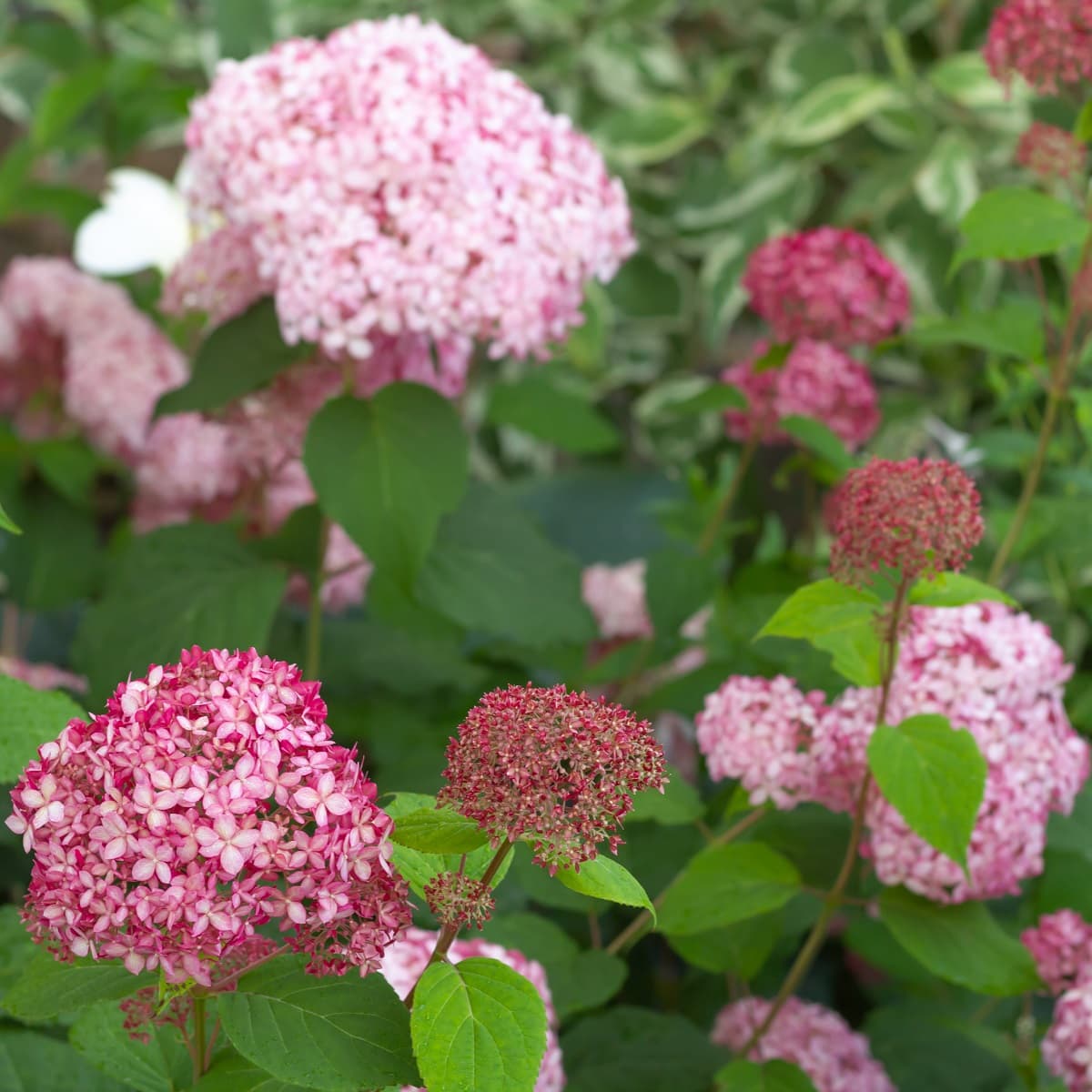 Vierhortensia RUBY ANNABELLE