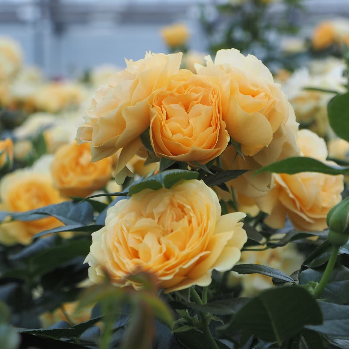 Terrasserose gul
