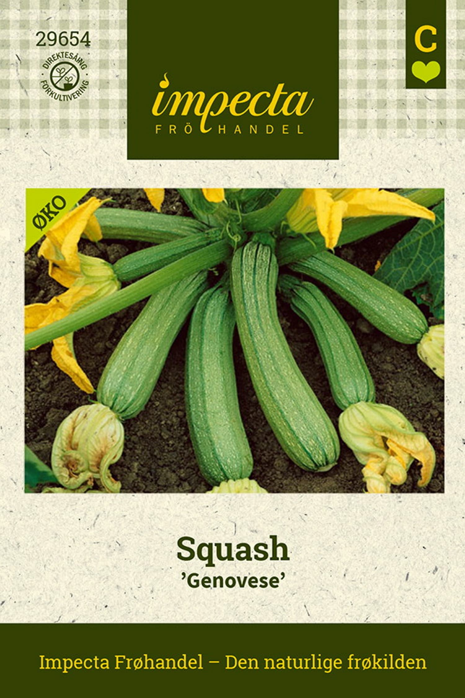 Squash 'Genovese'