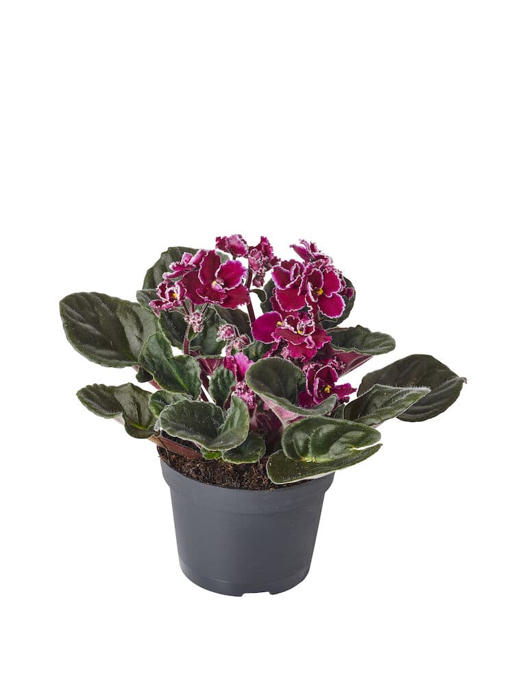 Saintpaulia ionantha Lilla 10,5 cm