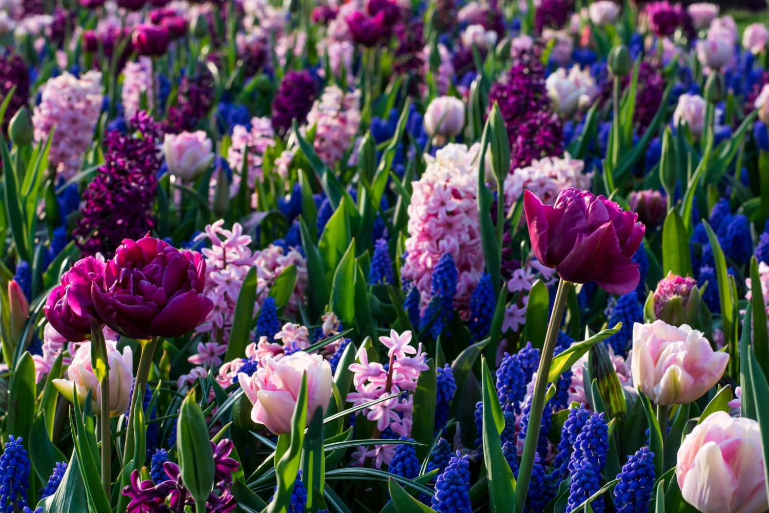 Blomsterløk miks Ratatouille Purple & Blue Tones