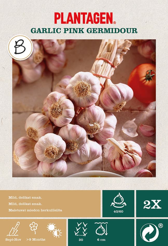 Hvitløk 'Pink Germadour'