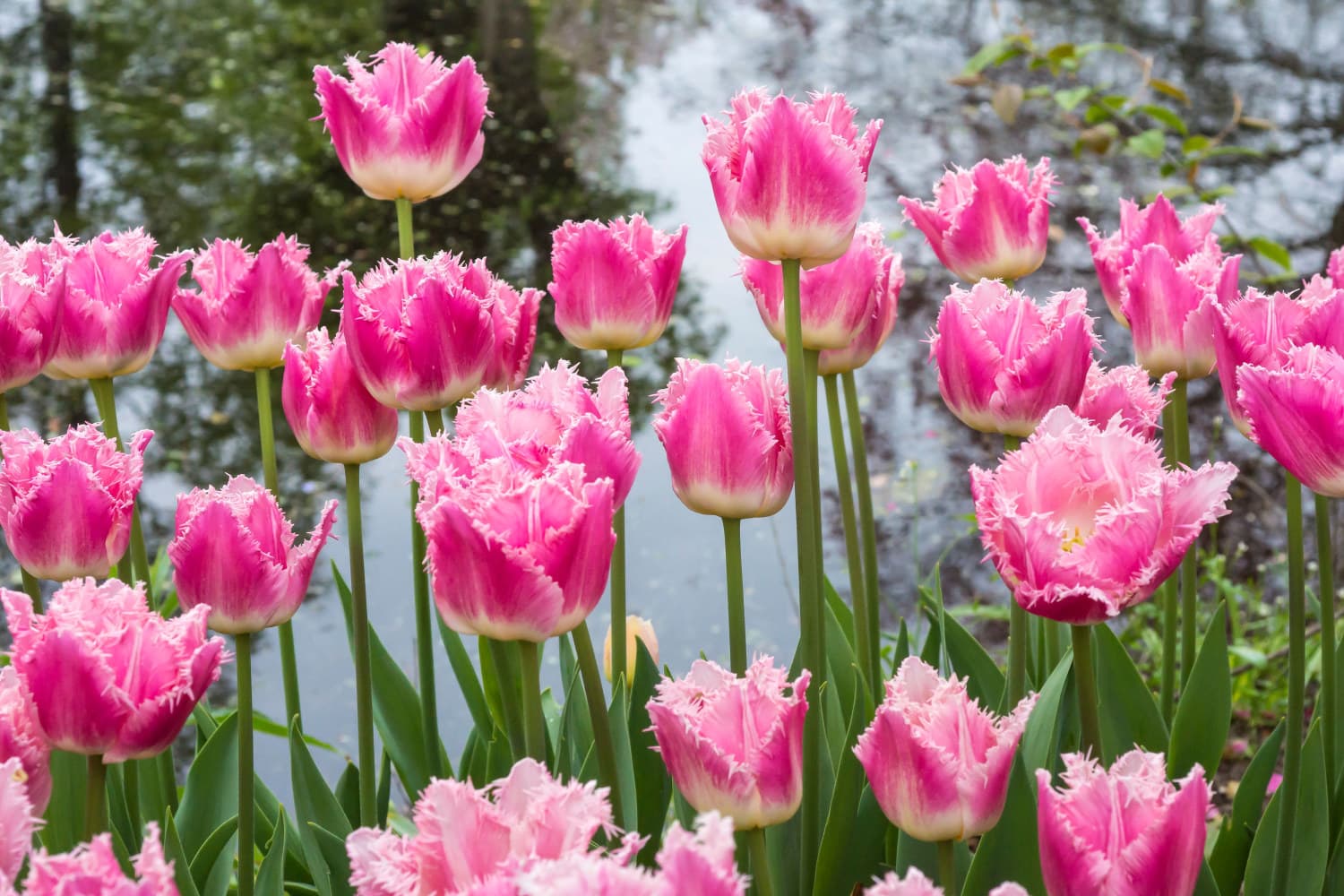 Tulipan 'Dallas' - 6 stk