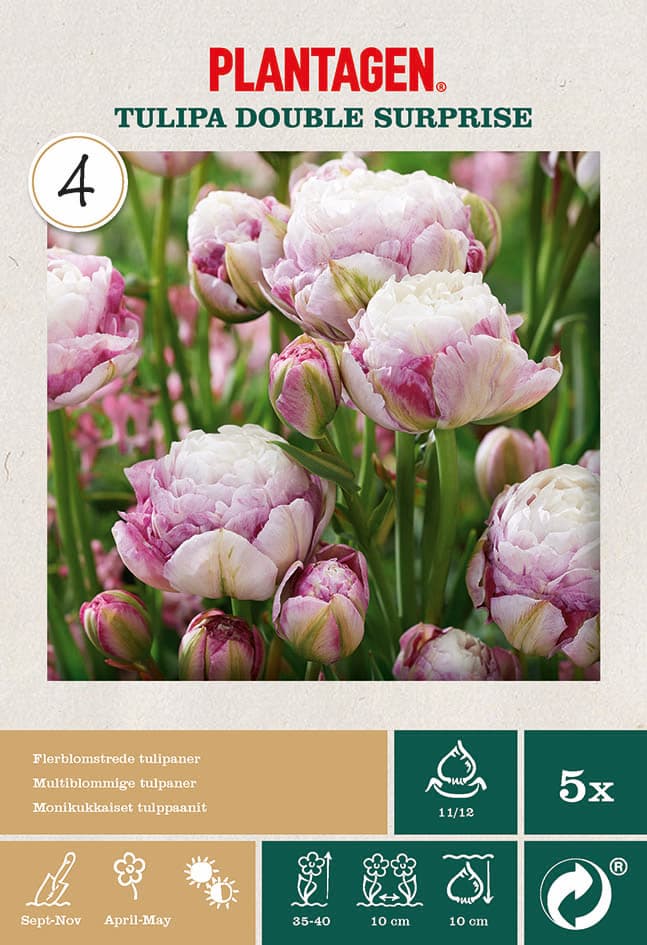 Tulipan 'Double Surprise'