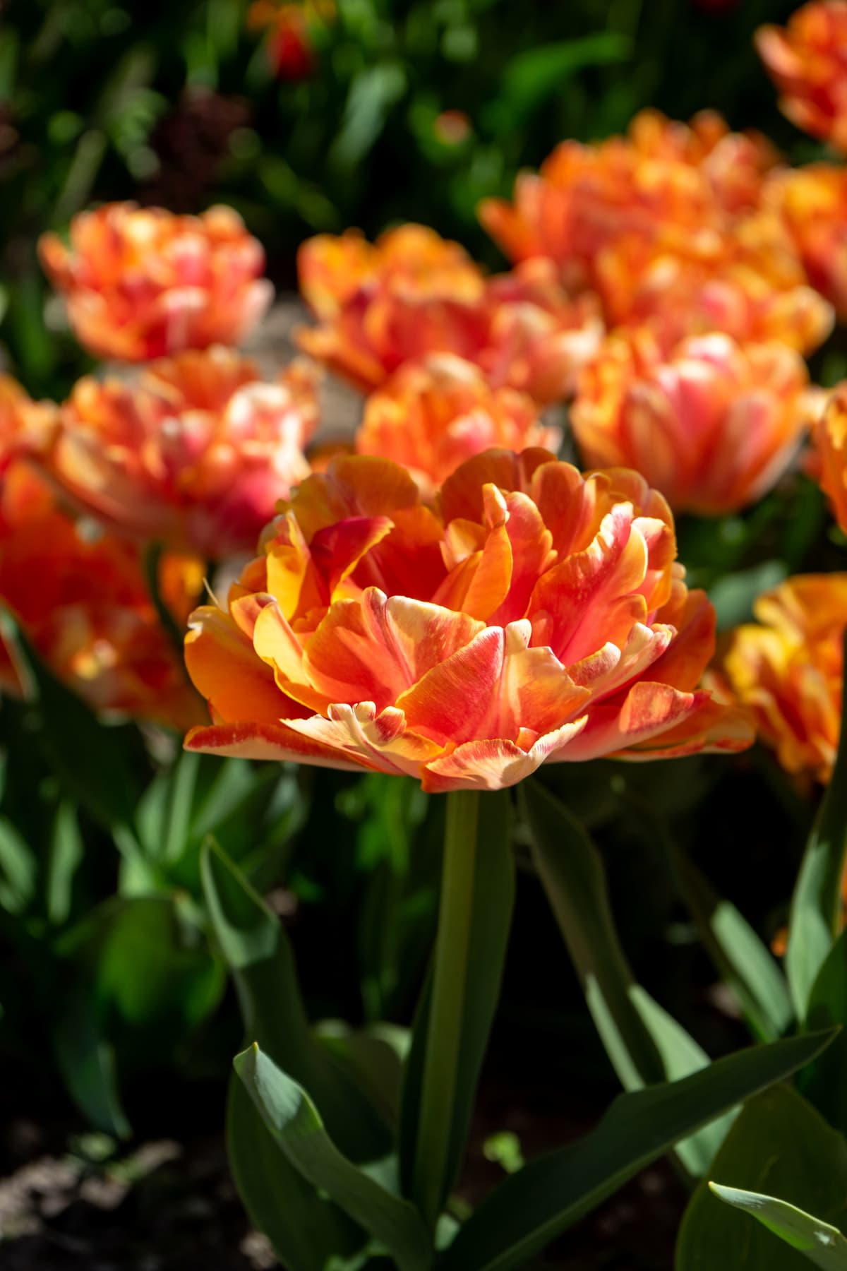 Tulipan 'Foxy Foxtrot' - 6 stk