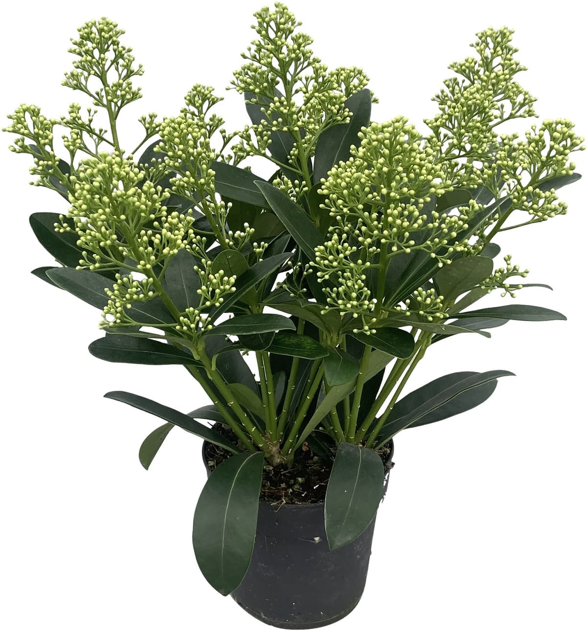 Skimmia japonica 'Finchy'