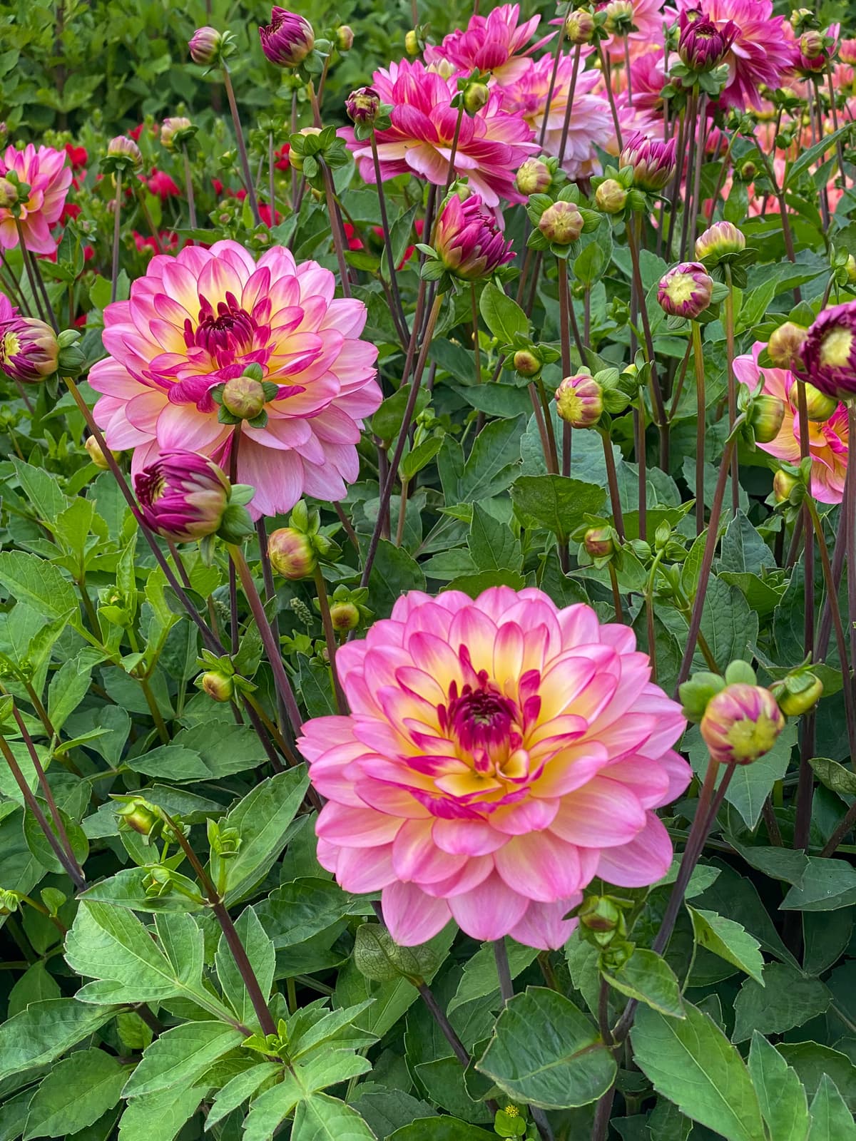 Georgine 'Zingaro'