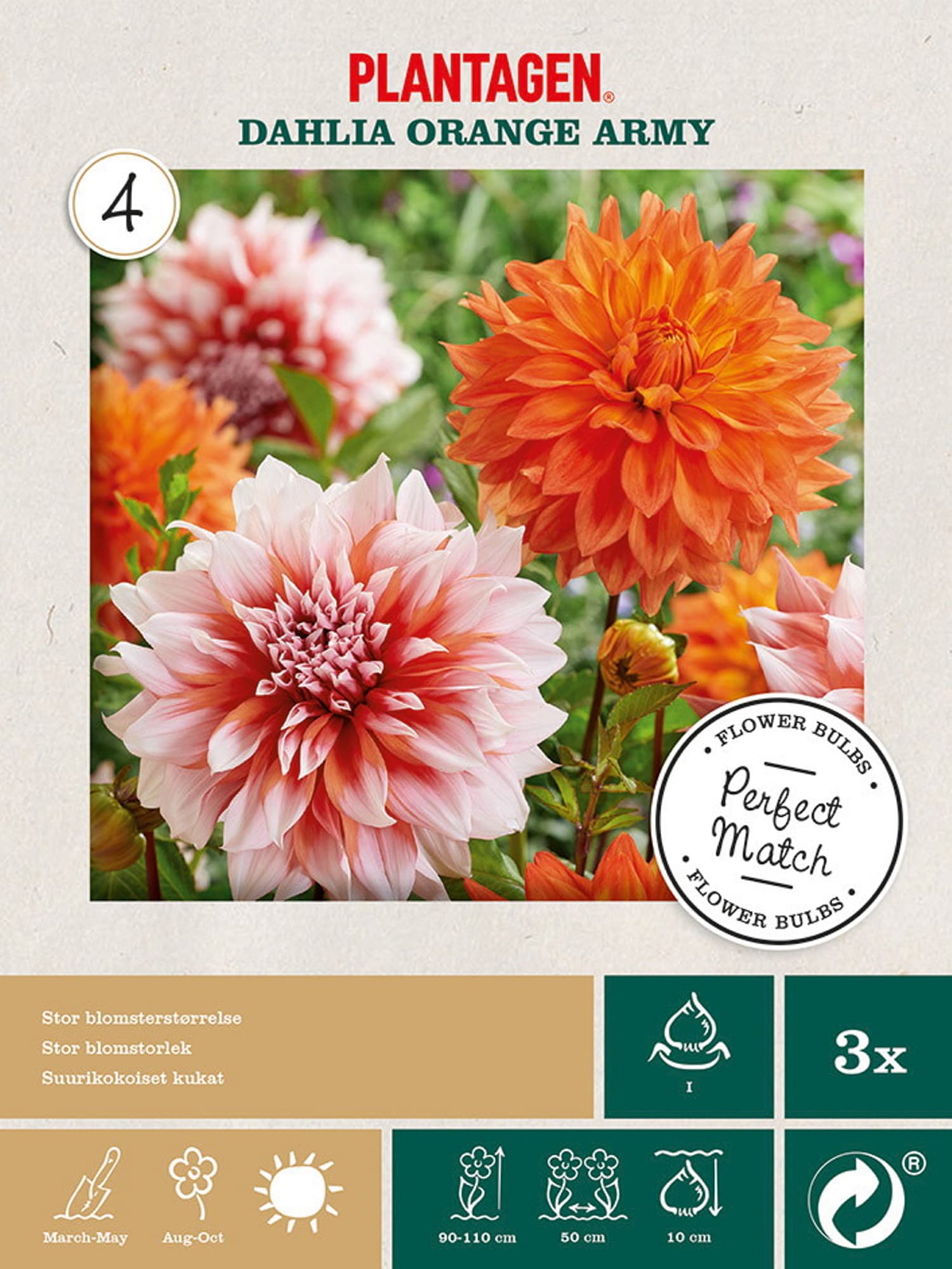 Georgine miks Orange Army