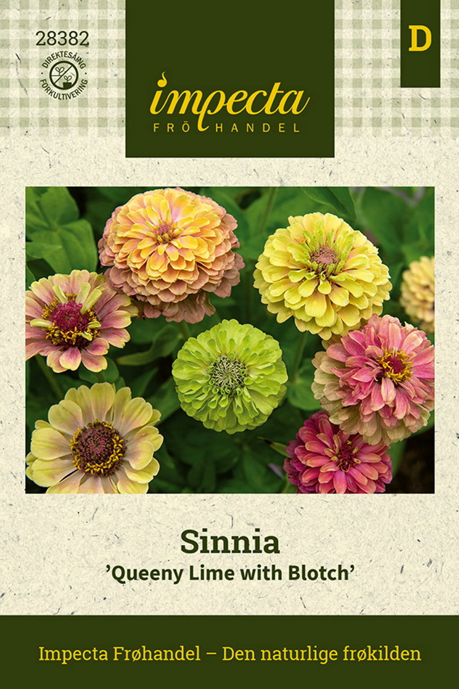 Sinnia 'Queeny Lime with Blotch'