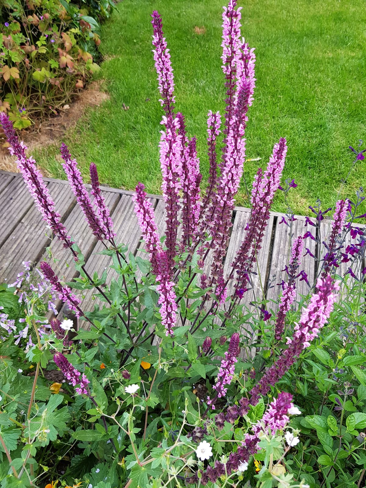 Steppesalvie 'Caradonna Pink'