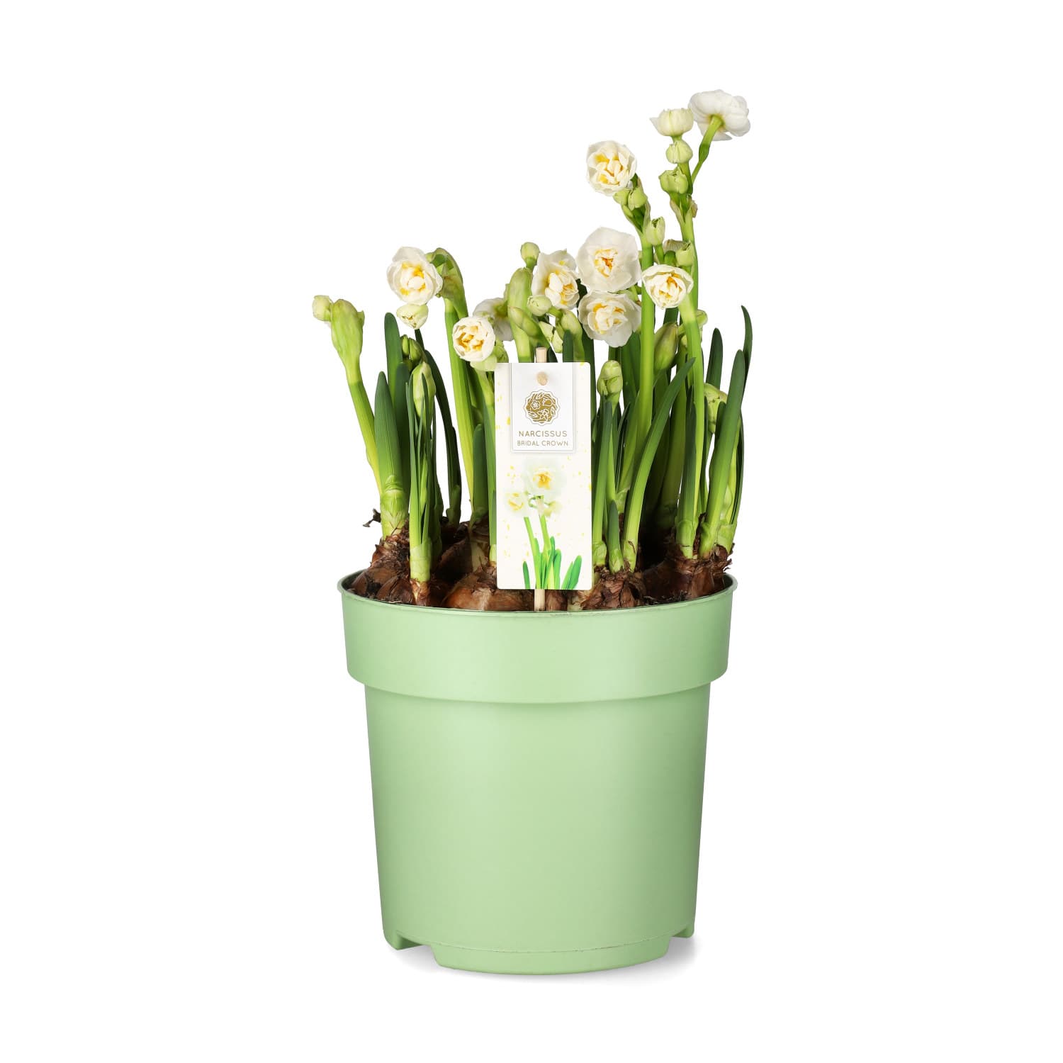 Påskelilje 'Bridal Crown'
