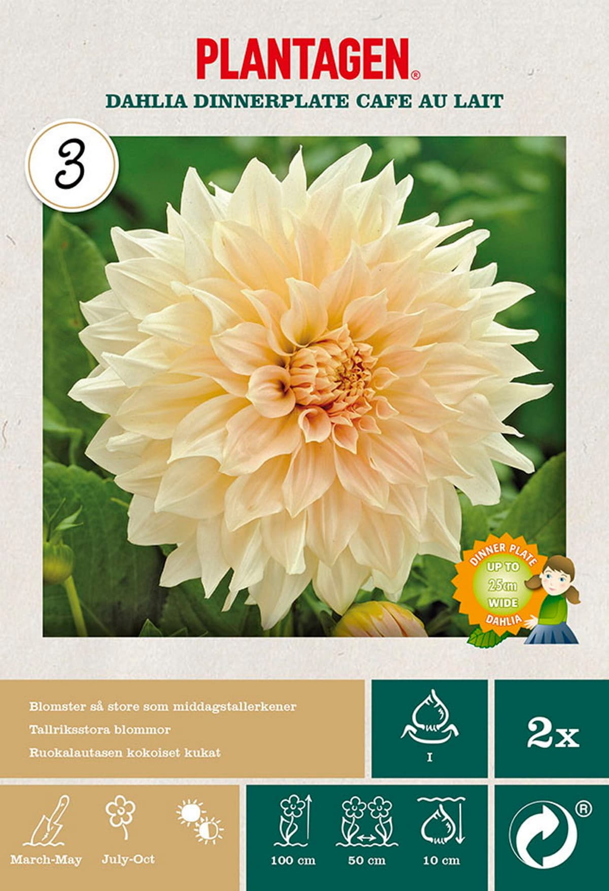 Georgine 'Cafe Au Lait'