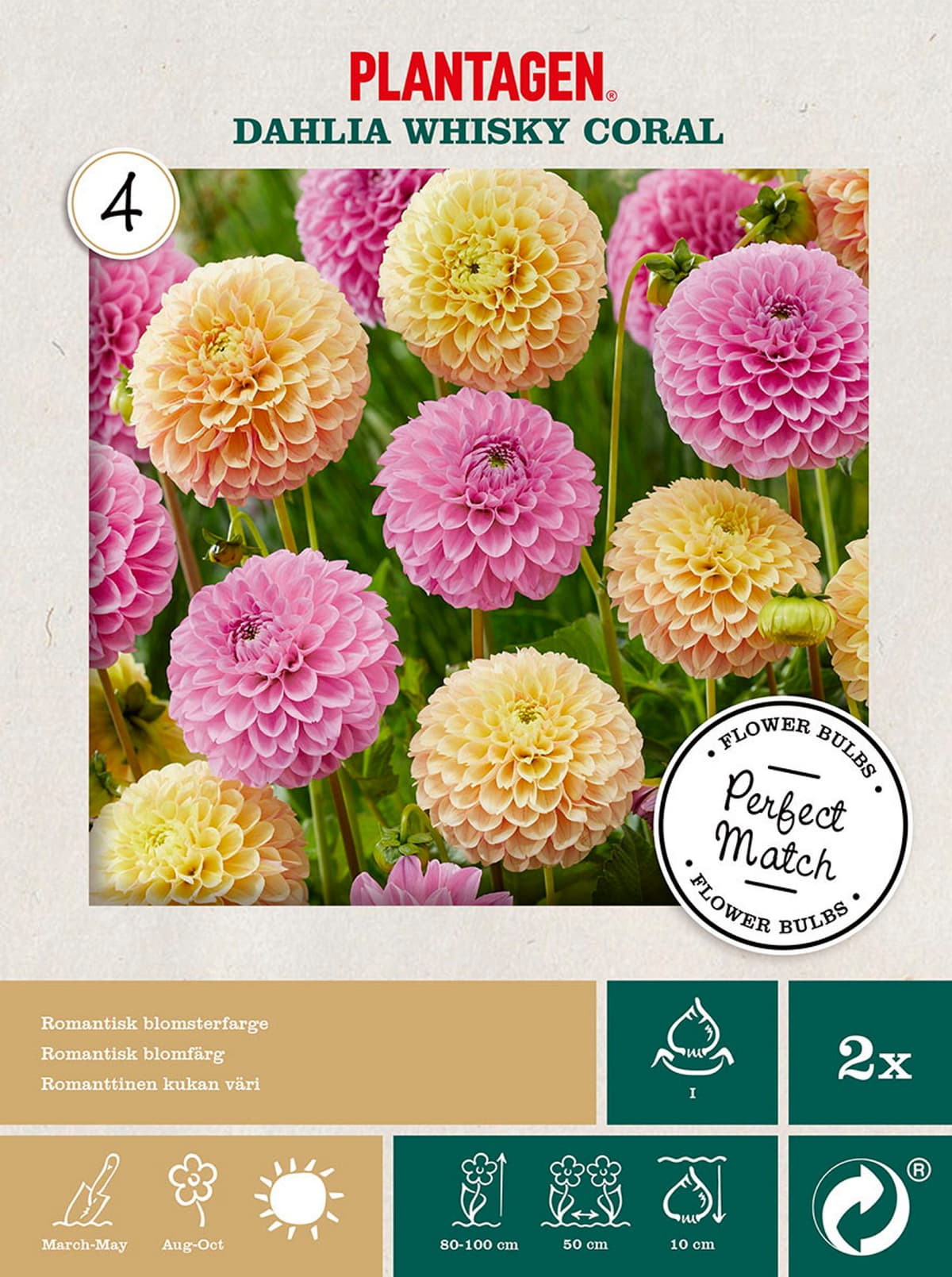 Georgine mix Whisky Coral