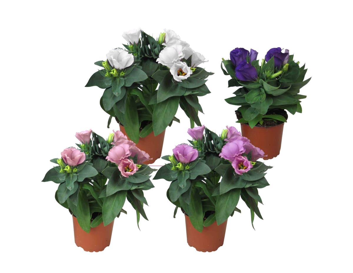 Eustoma