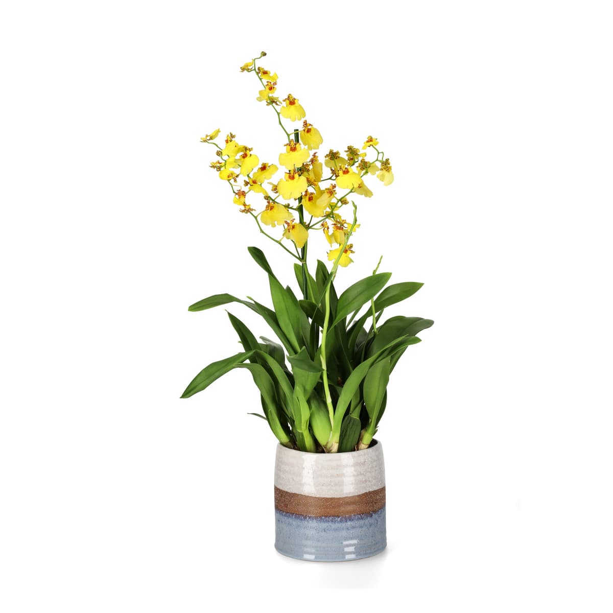Oncidium 'Munsterland'