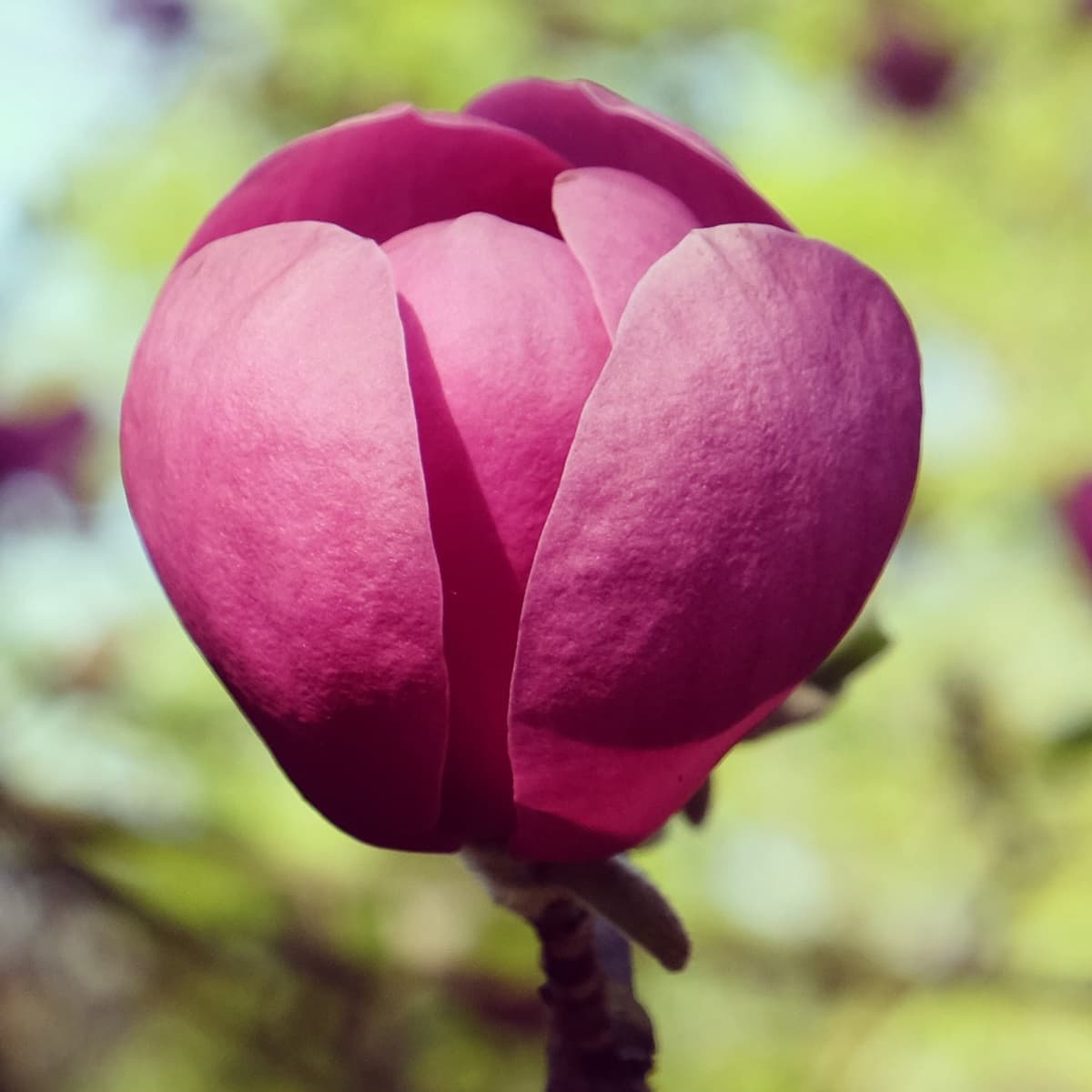 Praktmagnolia BLACK TULIP